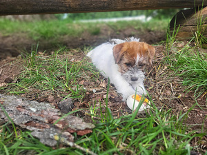 Jack russelli terjeri kutsikad Jacks Fullofjoy (5 foto / 10)