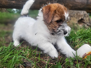 Jack russelli terjeri kutsikad Jacks Fullofjoy (6 foto / 10)