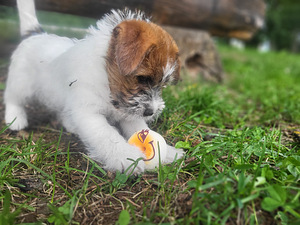 Jack russelli terjeri kutsikad Jacks Fullofjoy (7 foto / 10)