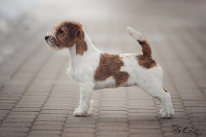 Jack russelli terjeri kutsikad Jacks Fullofjoy (8 foto / 10)
