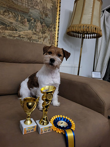 Jack russelli terjeri kutsikad Jacks Fullofjoy (9 foto / 10)