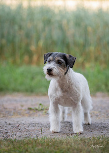 Jack russelli terjeri kutsikad Jacks Fullofjoy (10 foto / 10)