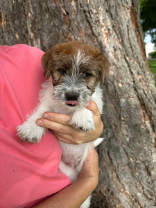 Jack russelli terjeri kutsikad Jacks Fullofjoy (3 foto / 10)