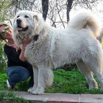 Цуценя кавказької вівчарки