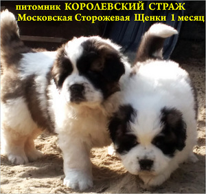 Московська сторожова цуценята від пари чемпіонів (1 фото з 3)