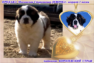 Московська сторожова цуценята від пари чемпіонів (2 фото з 3)