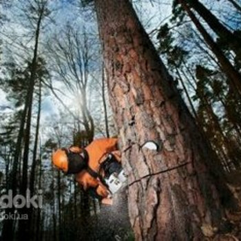 Обрізка аварійних і небезпечних дерев