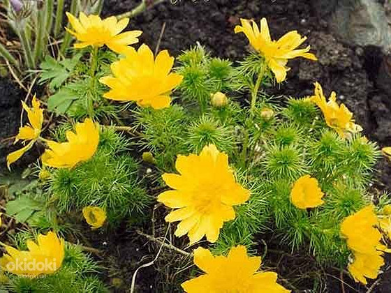 Адонис (Горицвет весенний, Adonis vernalis) цвет с травой 50