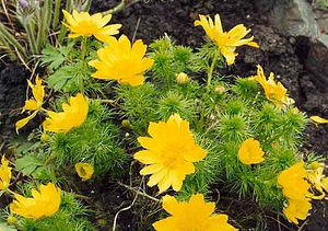 Адонис (Горицвет весенний, Adonis vernalis) цвет с травой 50 (1 фото из 1)
