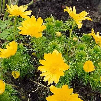 Адонис (Горицвет весенний, Adonis vernalis) цвет с травой 50