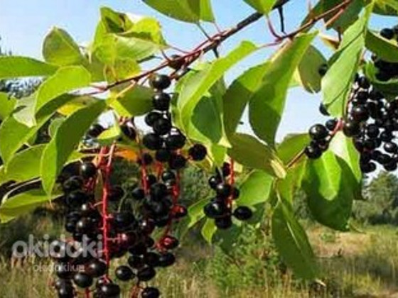 Плоды черёмухи 100 грамм