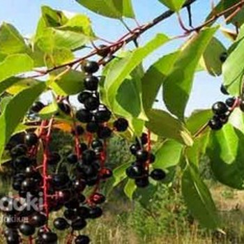 Плоды черёмухи 100 грамм