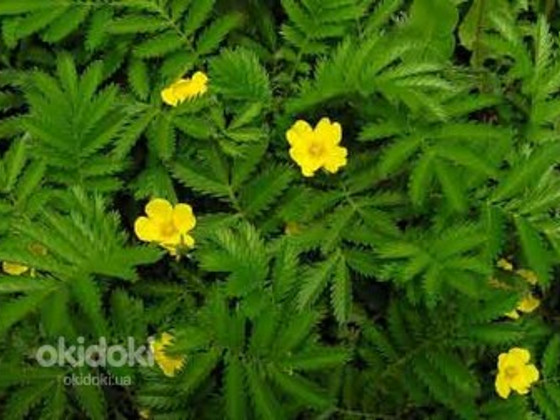 Лапчатка гусиная (гусиные лапки) 50 грамм