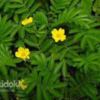 Лапчатка гусиная (гусиные лапки) 50 грамм