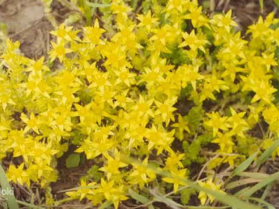 Очиток едкий (Sedum acer) 50 грамм