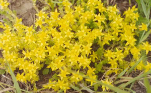 Очиток едкий (Sedum acer) 50 грамм (1 фото из 1)