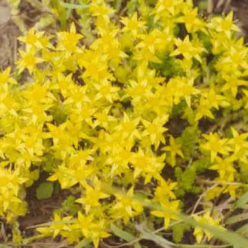 Очиток едкий (Sedum acer) 50 грамм