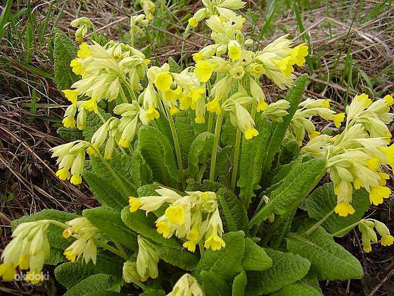 Первоцвет (примула) 50 грамм