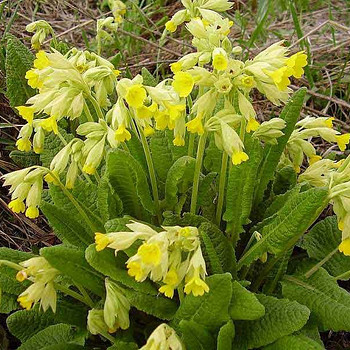 Первоцвет (примула) 50 грамм