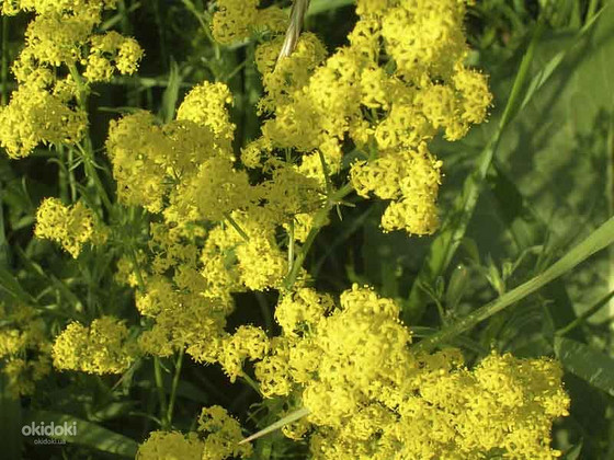 Подмаренник настоящий 50 грамм