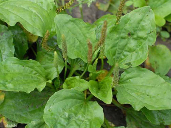 Подорожник лечебный 50 грамм
