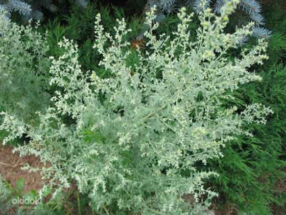 Полынь горькая (лечебная) 50 грамм