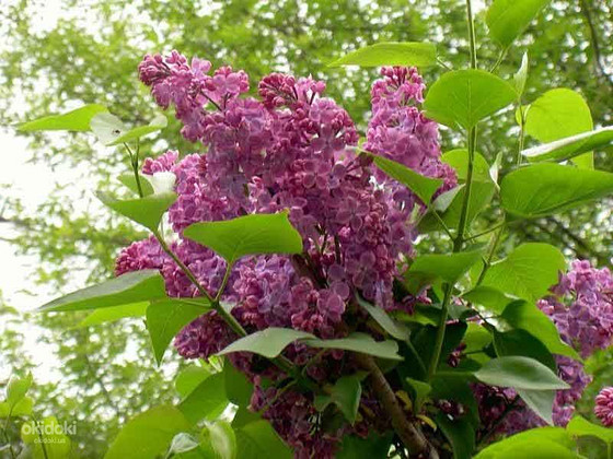Цвет сирени (сирень обыкновенная бузок) 50 грамм