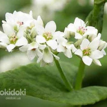 Цветы гречихи 30 грамм