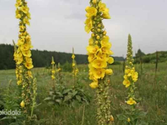 Цветы коровяк (коровяк скипетровидный) 50 грамм