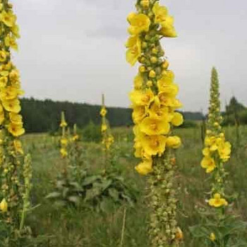 Цветы коровяк (коровяк скипетровидный) 50 грамм