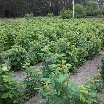 Саженцы малины "Полана"