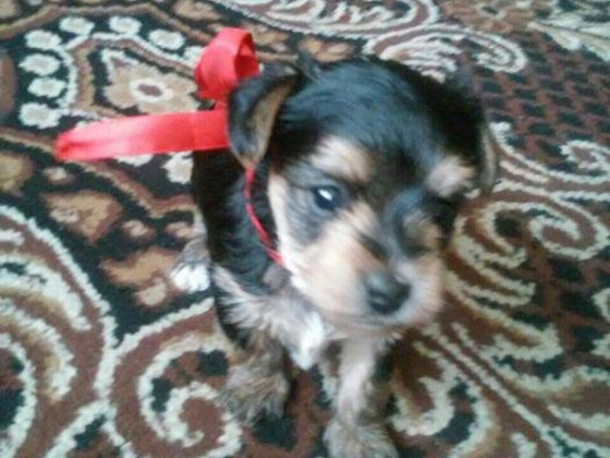 Малыши йорка