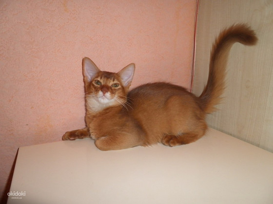 Кошеня сомалi