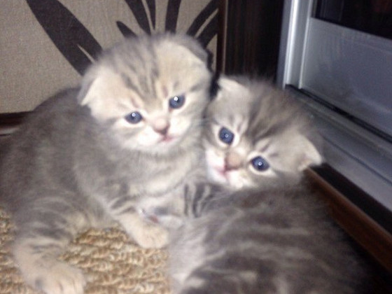 Шотландські кошенята
