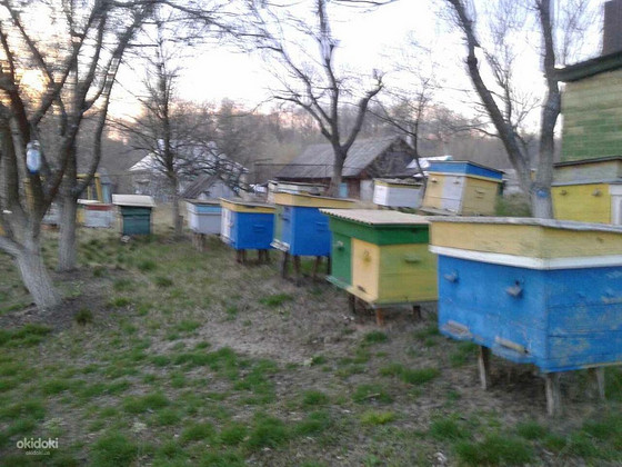 Вулики з бджолами