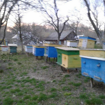 Вулики з бджолами