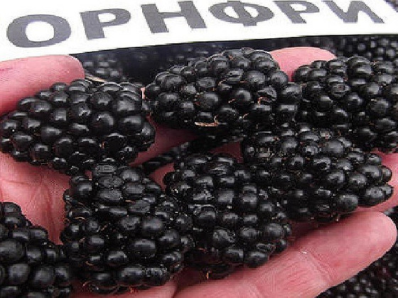 Ежевика без шипів
