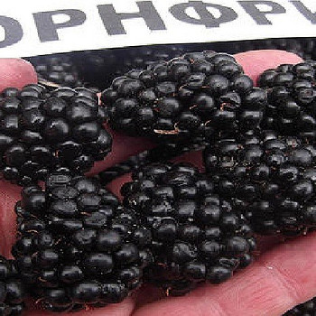 Ежевика без шипів