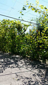 Будинок (4 фото з 5)