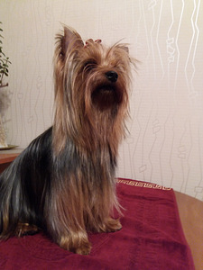 Jorkšīres terjers (1 foto no 3)