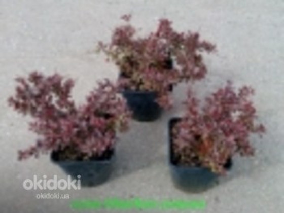 Барбарис Тунберга Atropurpurea Nana
