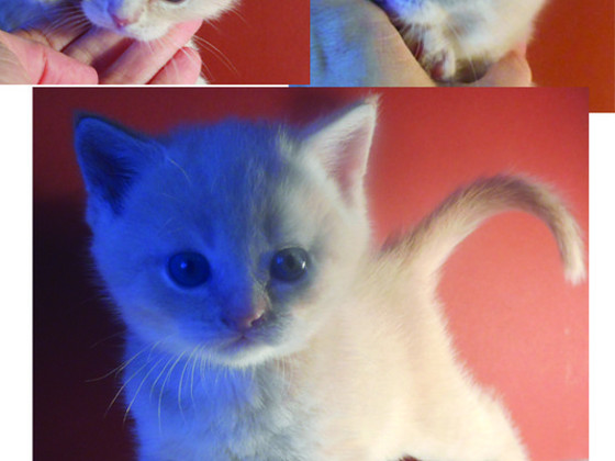 Шотландськие кошенята