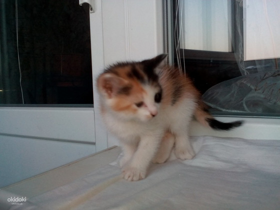 Котики