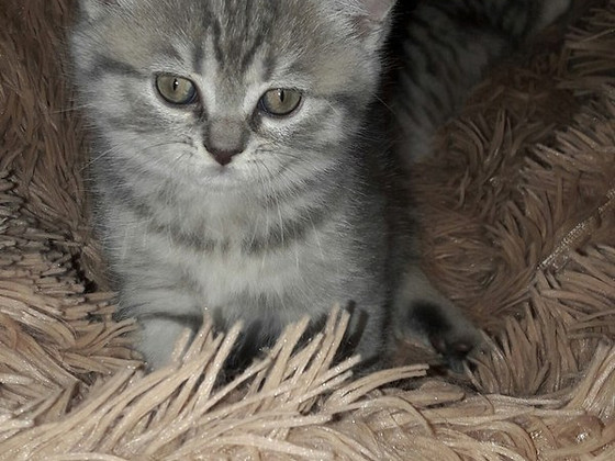 Кошенята породи скоттиш-страйт і скоттиш-фолд