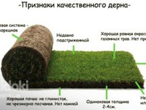 Газон рулонний