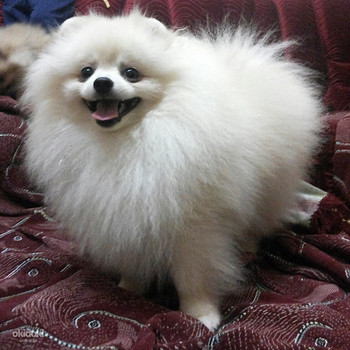 Цуценята померанського шпицу