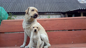 Labradors retrīvers (1 foto no 1)