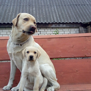 Labradors retrīvers