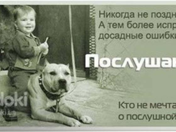 Консультации кинолога