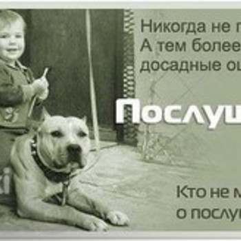 Консультации кинолога
